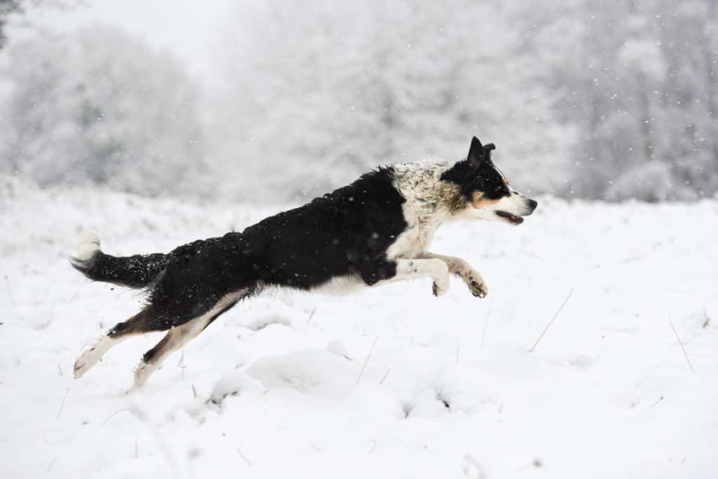 photo chien neige après post traitement