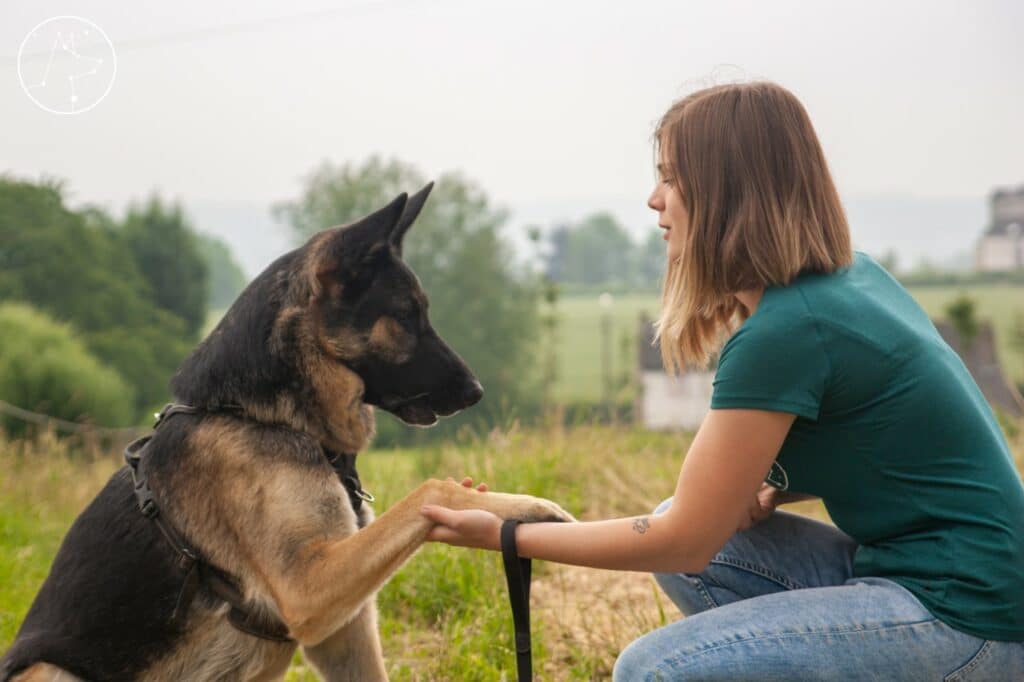 1 mon parcours éducateur canin reconversion chiens muzoplus muzo