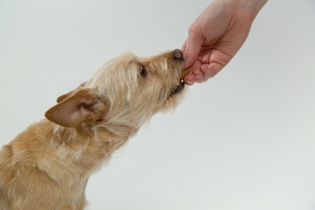 chien friandise éthologie science chien comportement muzo muzoplus stephanie deldalle