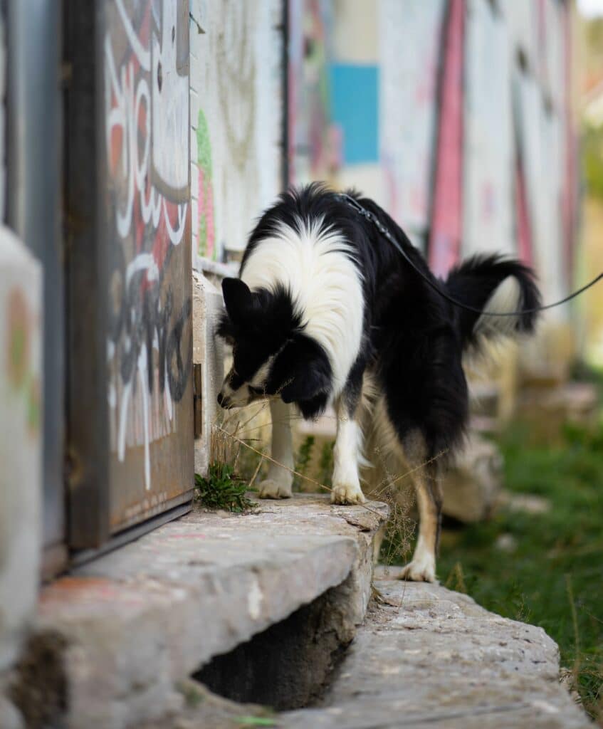 vivre avec plusieurs chiens conclusion 1