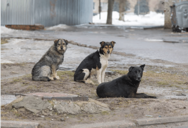 marche en laisse chiens libres