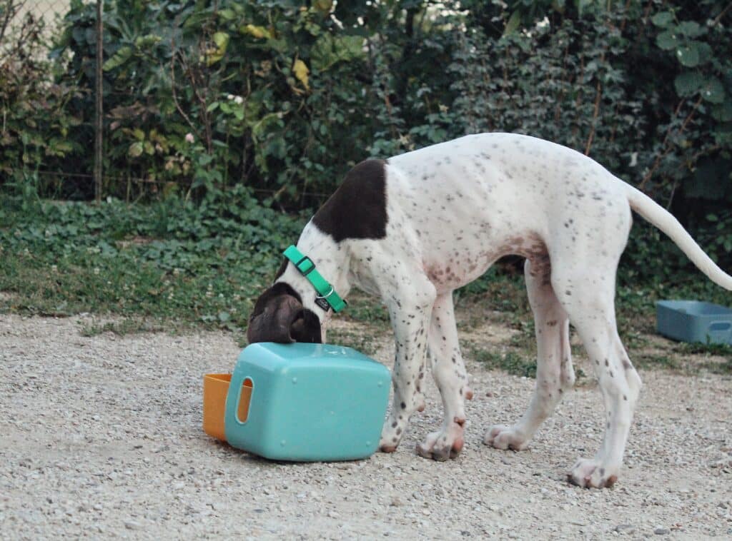 faire une activite avec son chien adequation besoins du chien