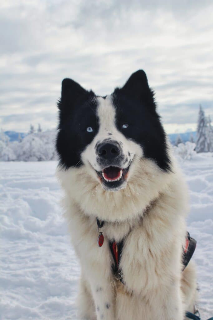 faire une activite avec son chien conclusion