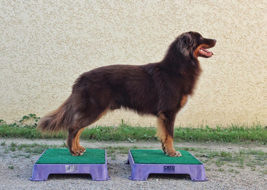 faire une activite avec son chien preparation physique