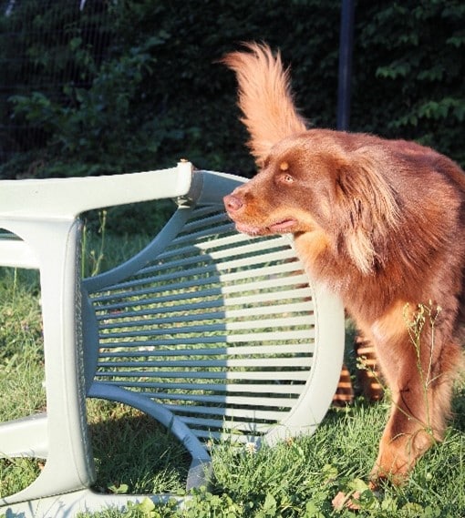 faire une activite avec son chien respecter notre chien