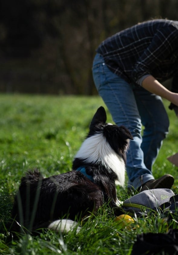 faire une activite avec son chien travailler en equipe