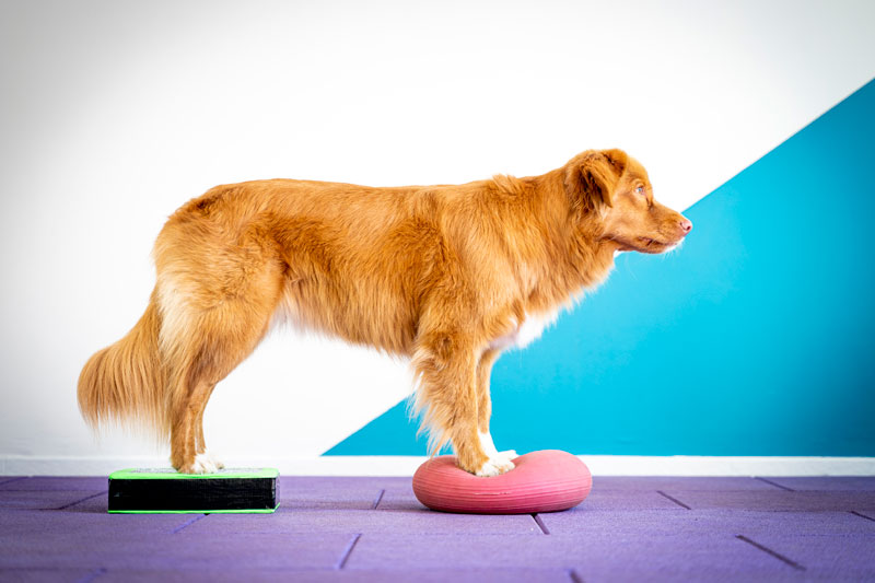 muzo-gainage-fitness-canin-proprioception-instructeur muzo-gainage-fitness-canin-proprioception-instructeur