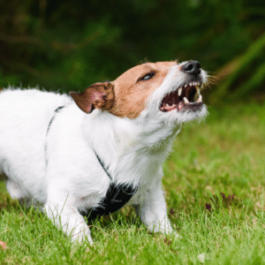 Face à l’environnement : Aider les chiens réactifs, agressifs & phobiques