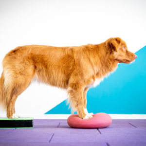 formation-certifiante-instructeur-fitness-canin-80