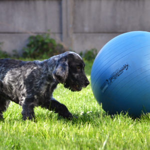 muzo-lyon-chien-treibball-sport-ballon-cerise-300x300