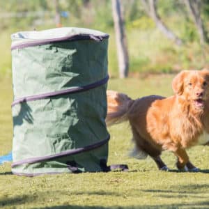 64850876_1422556557884352_5550675390999035904_n-300x300-1-300x300