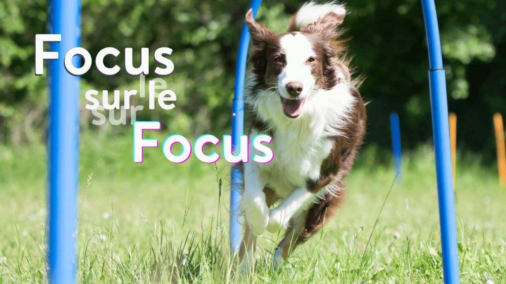 focus sur le focus