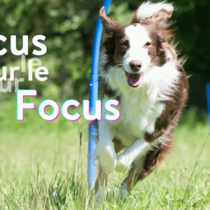 focus sur le focus