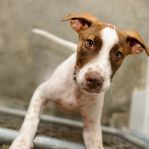 Copie-de-Couvertures-groupe-FB-15-300x300