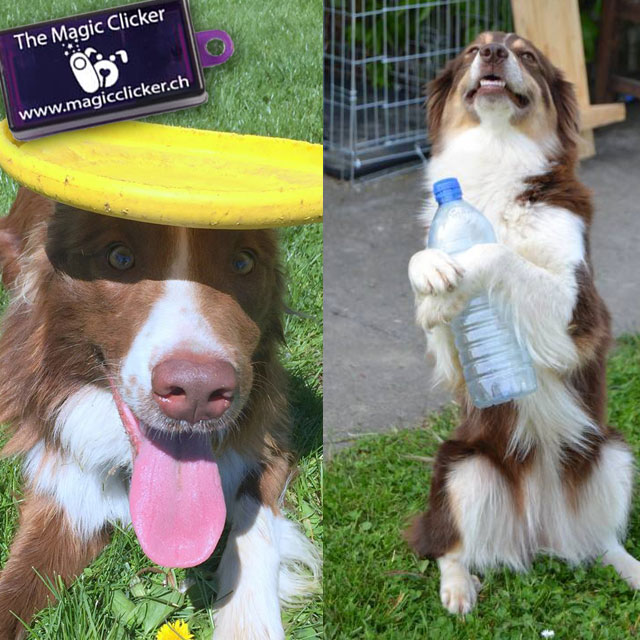 muzo chien clicker cynthia edelman