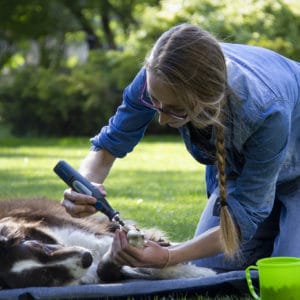 medical training iris castaing soins cooperatifs bucket game muzoplus chien couper les griffes de son chien
