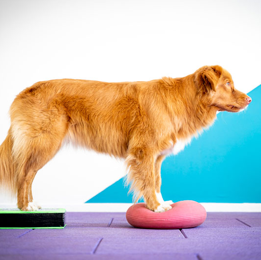 muzo-renforcement-musculaire-camille-nguyen-fitness-canin