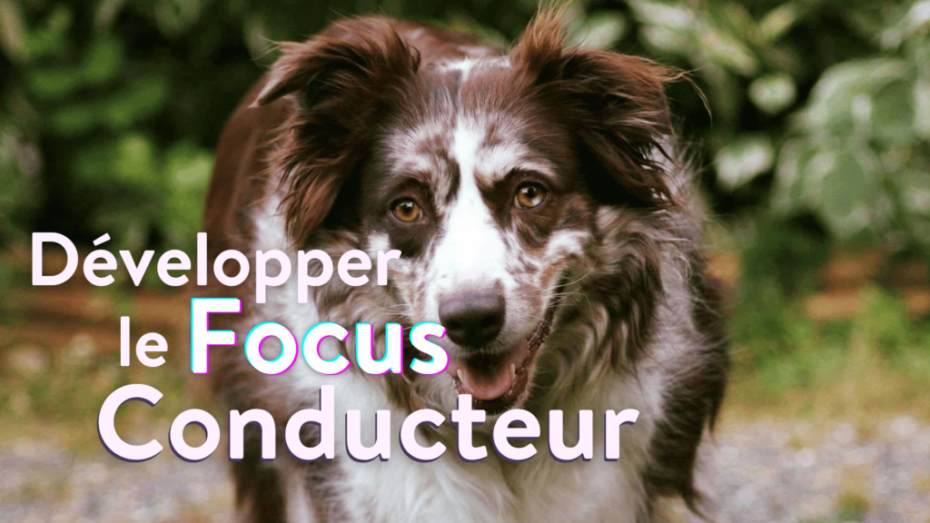 développer le focus conducteur