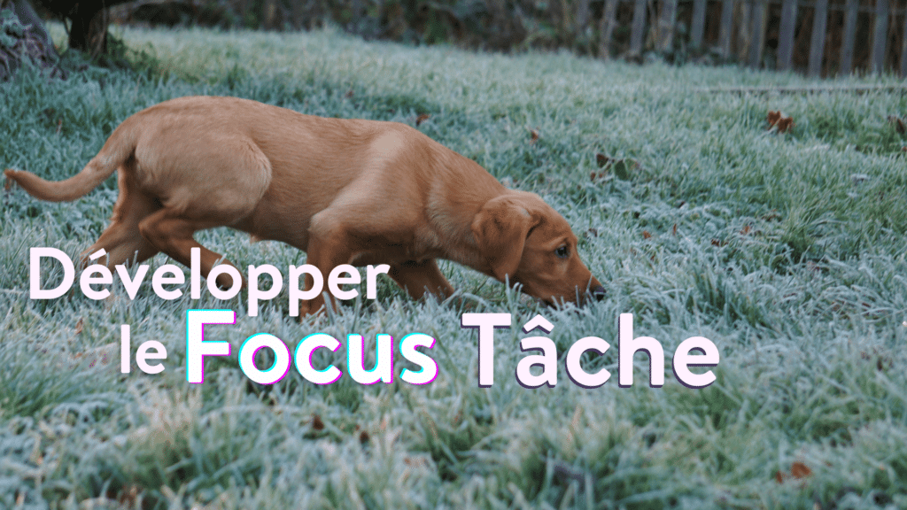 développer le focus tâche