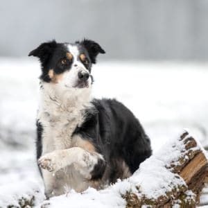 photo chien neige 80