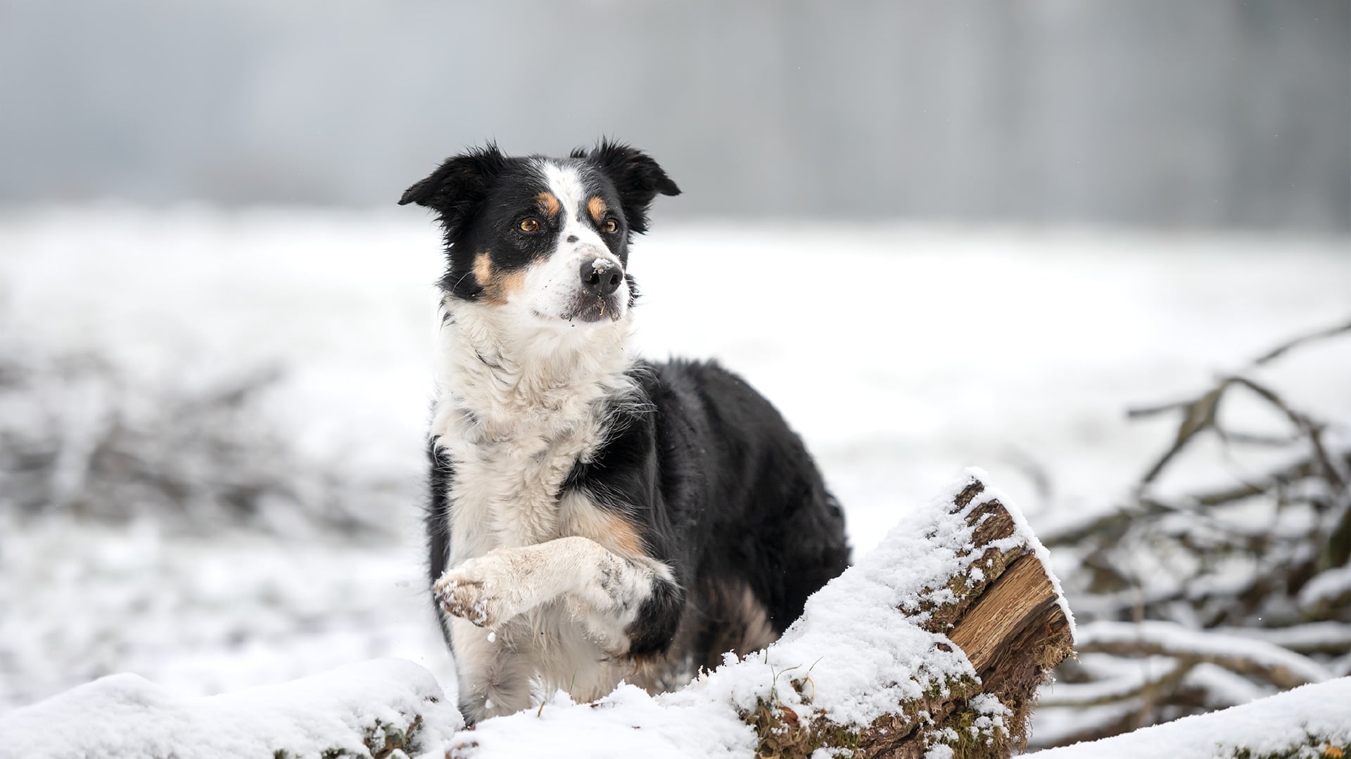 Photographier son chien dans la neige