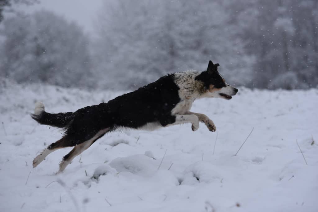 photo chien neige avant post traitement