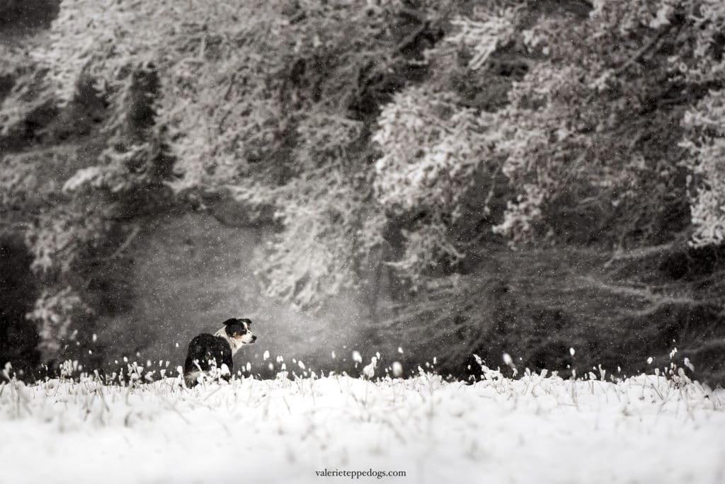 photo chien neige bois 80