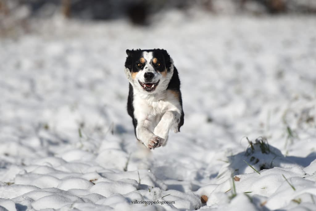 photo chien neige eclairage 80
