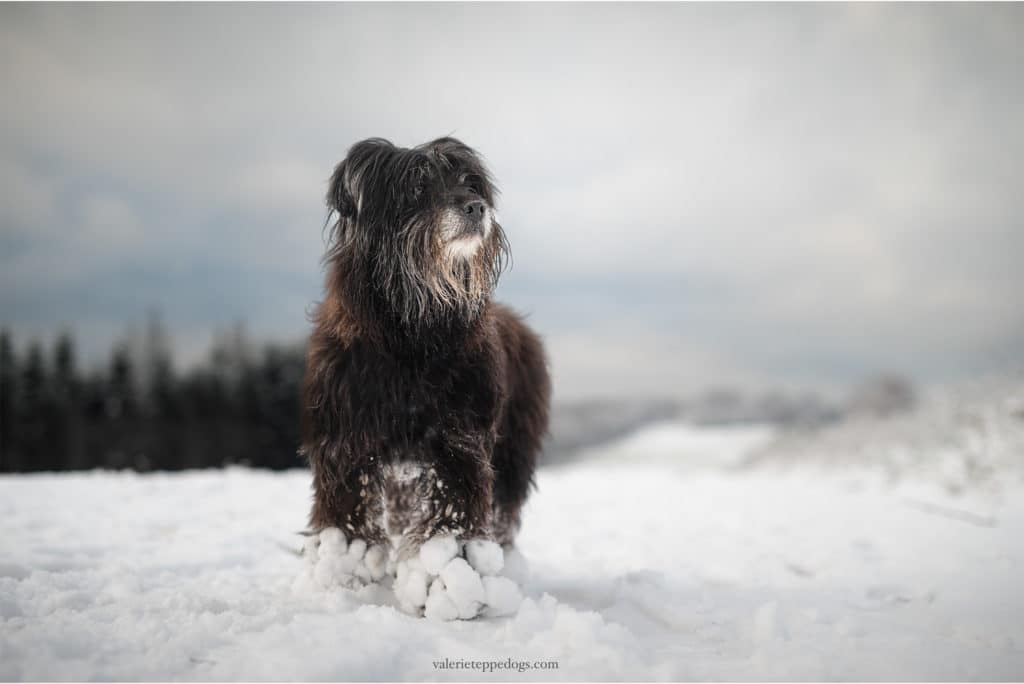 photo chien neige regard 80