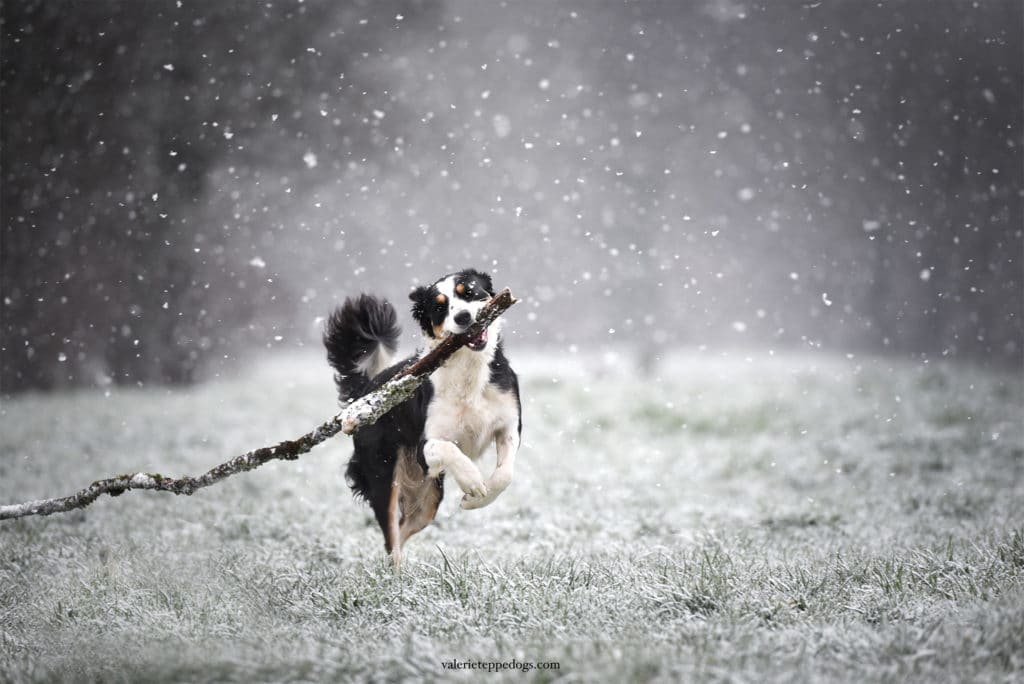 photo chien sous neige 80