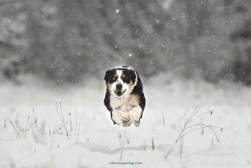 photo course chien neige 80