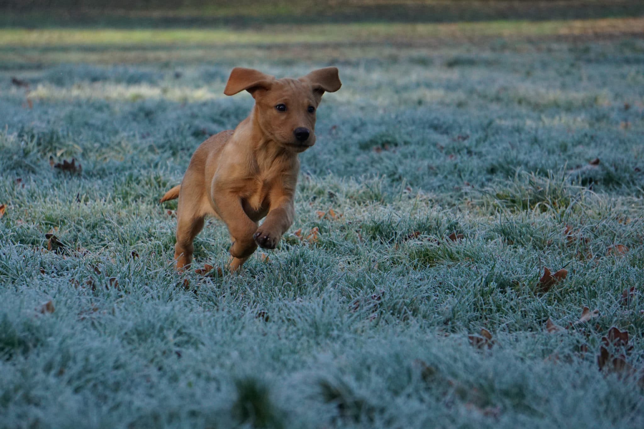 Mon chiot est un démon !