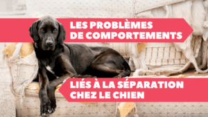 les problèmes de comportements liés à la séparation chez le chien