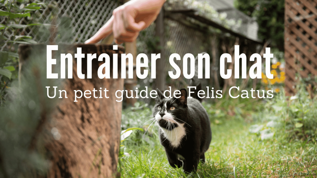 entrainer son chat un petit guide de felis catus