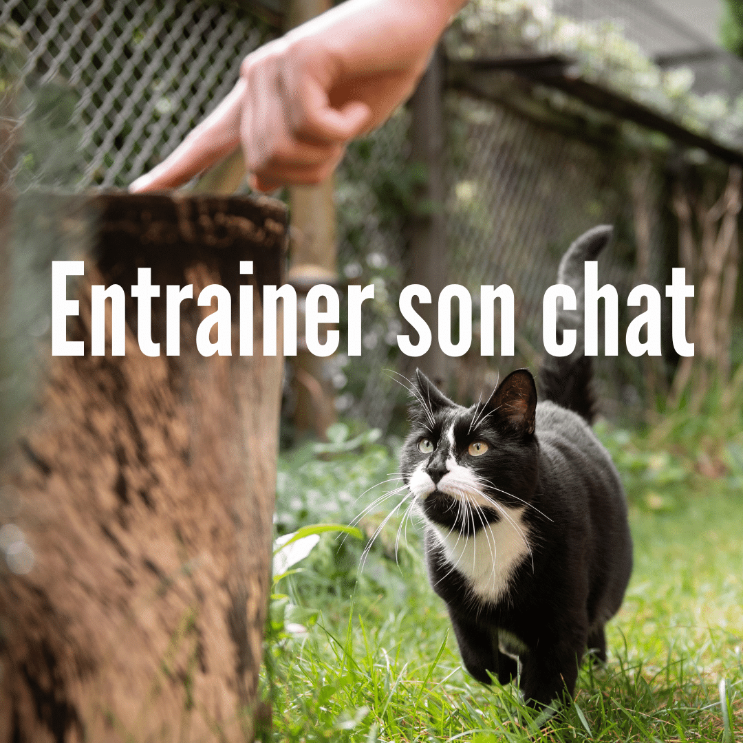 entrainer son chat un petit guide de felis catus