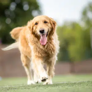 marche chien muzo pauline mignot