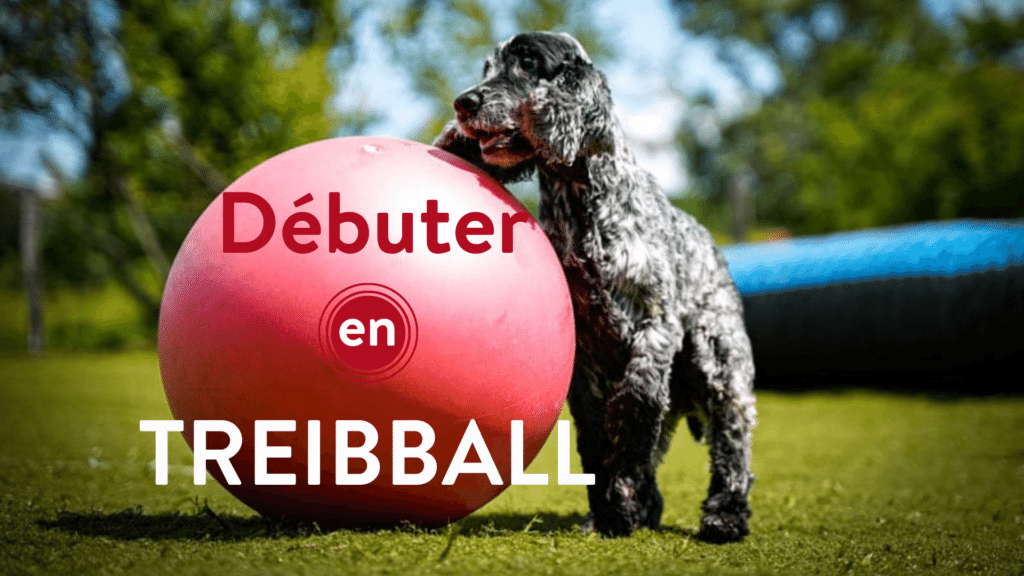 débuter en treibball