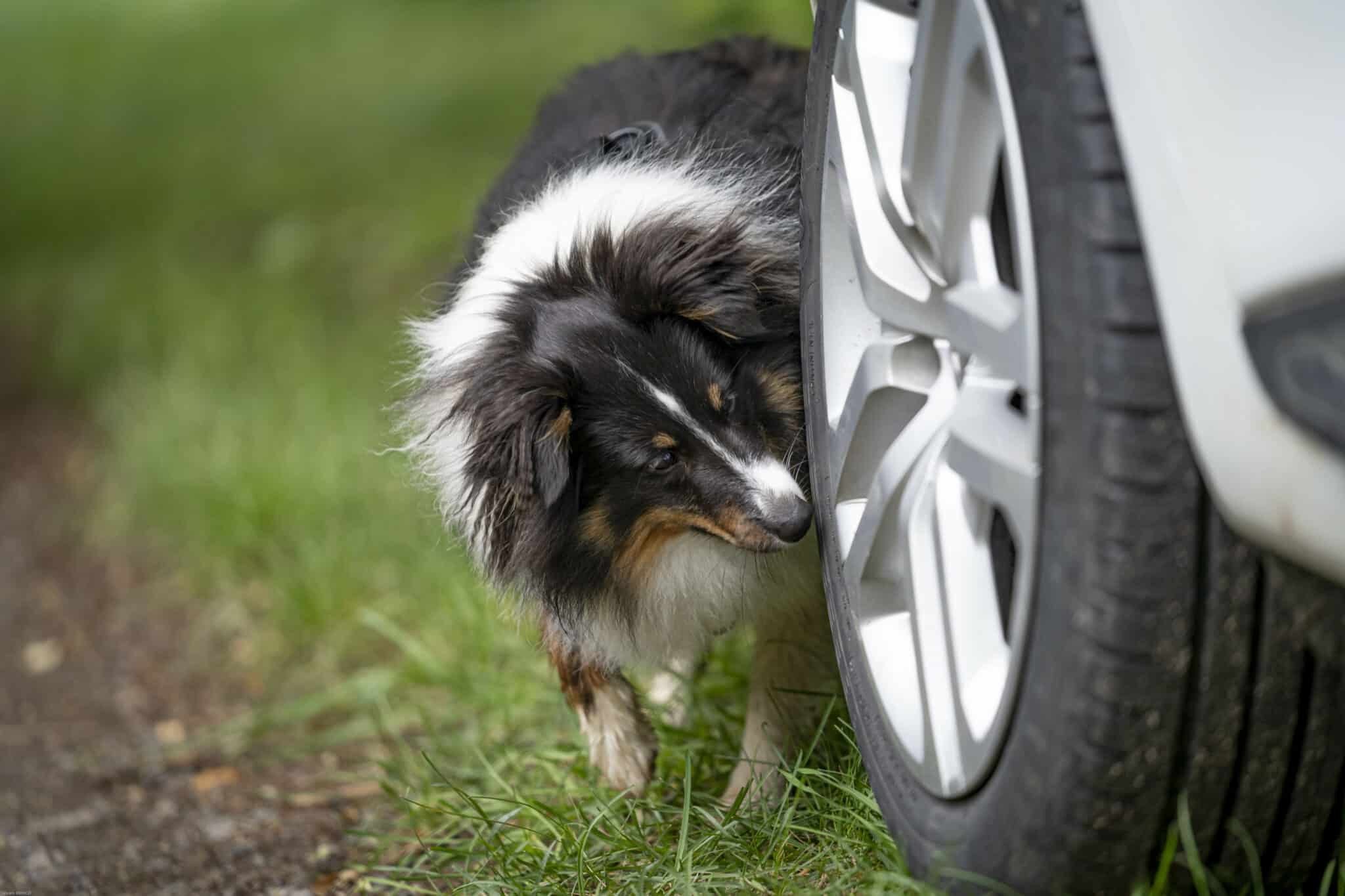 hunting games : une introduction à la détection sportive (copie)