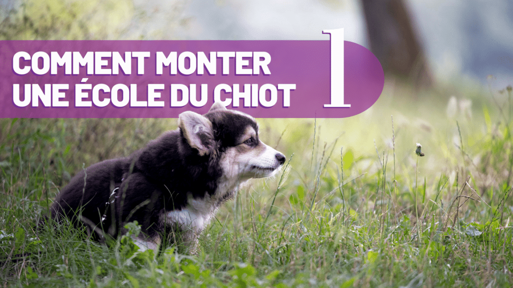 comment monter une école du chiot episode 1