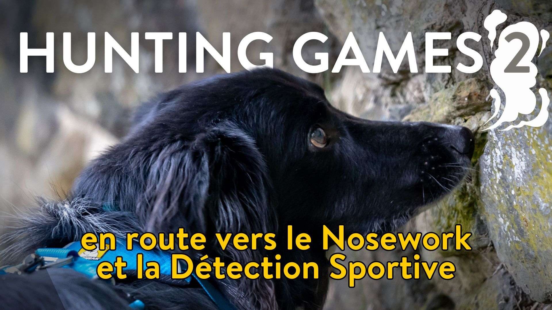 Hunting Games 2 : En route vers le Nosework et la Détection Sportive