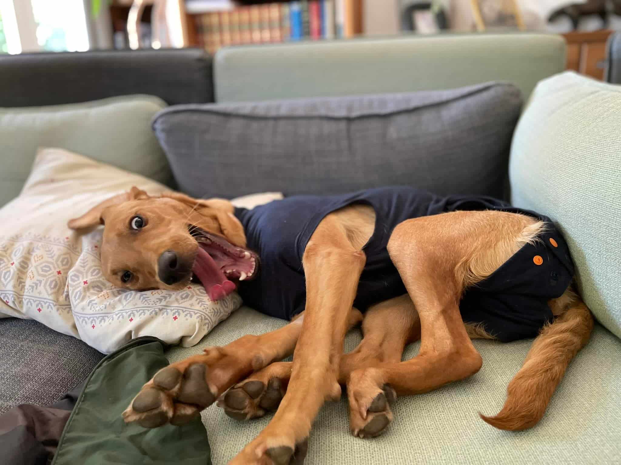 Du Chien-Démon au Chien-Ado : Tempête sous un petit crâne de petit chien