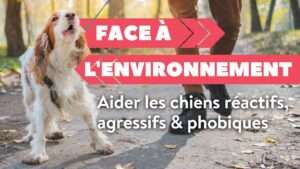 Face à l’environnement : Aider les chiens réactifs, agressifs & phobiques