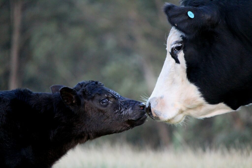 vache et son petit chien éthologie comportement animaux