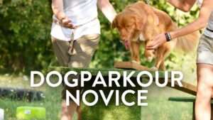 DogParkour – Novice