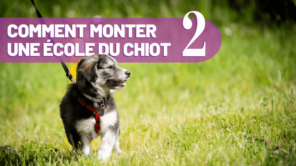 comment monter une école du chiot episode 2