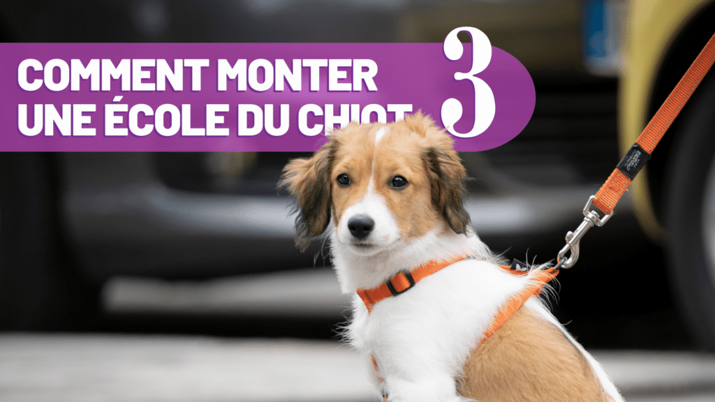 comment monter une école du chiot episode 3