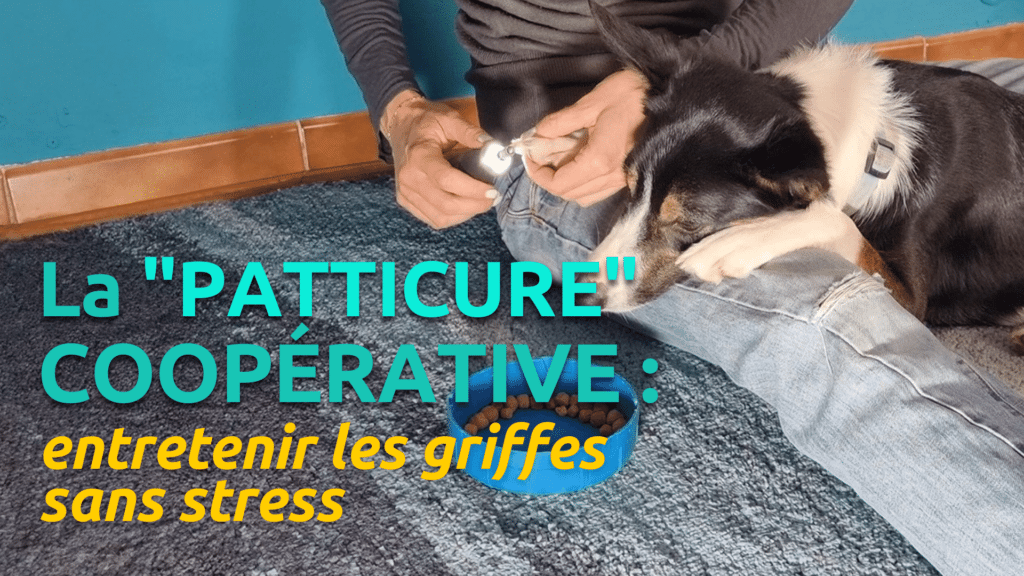 la "patticure" coopérative : entretenir les griffes sans stress