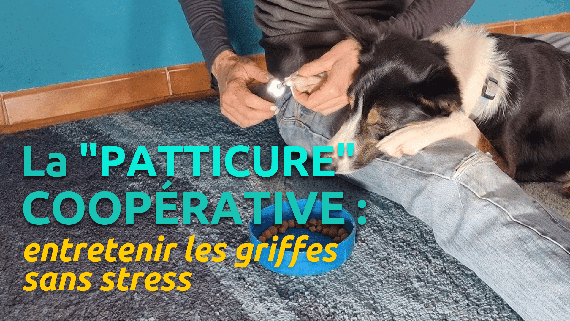 la "patticure" coopérative : entretenir les griffes sans stress