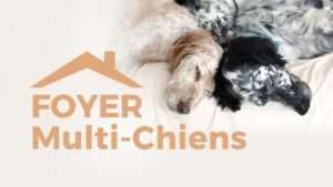 Foyer multi-chiens