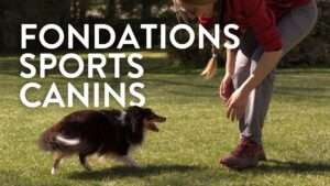 Fondations sports canins : partir de la bonne patte